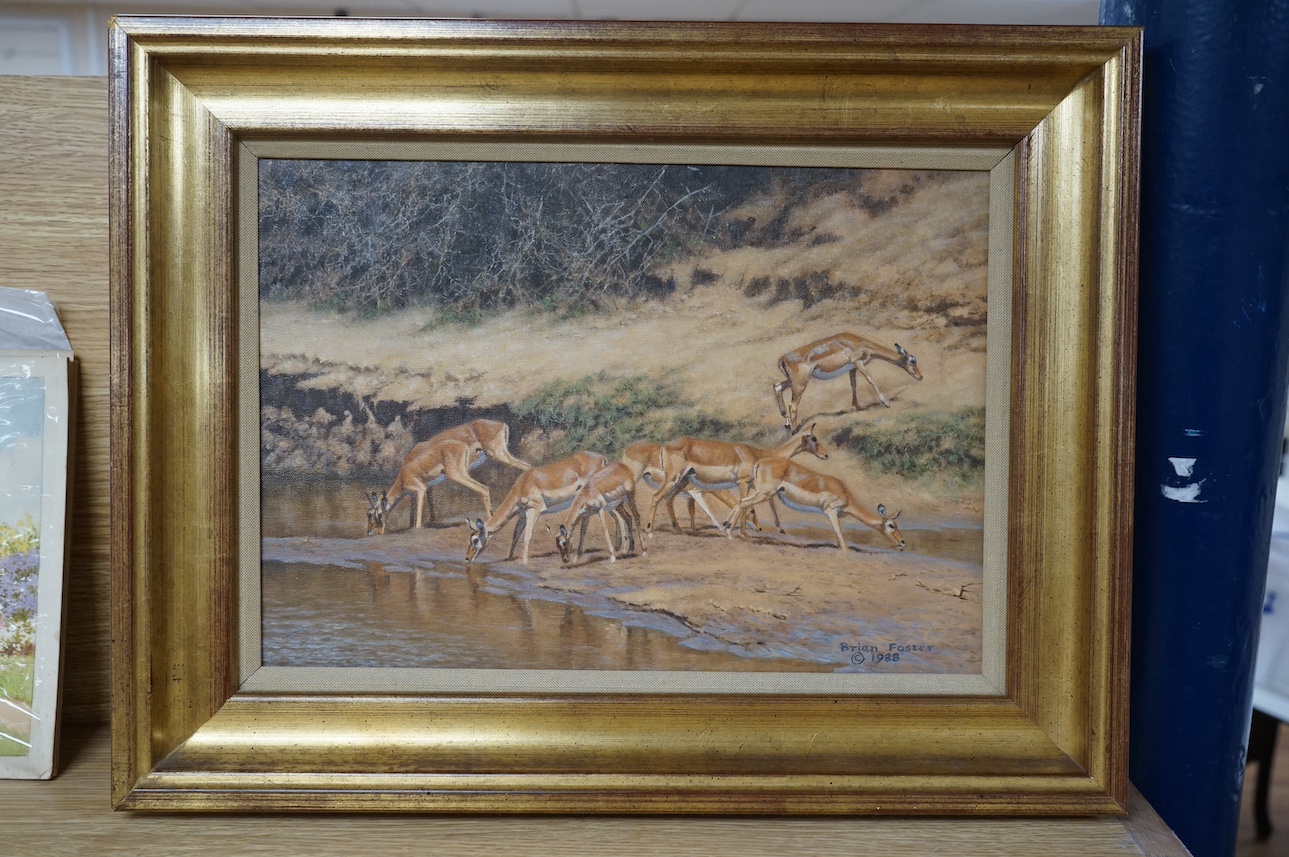 Brian Foster (20th. C), oil on canvas, Gazelles watering, signed and dated 1988, 25 x 34cm, gilt framed. Condition - good